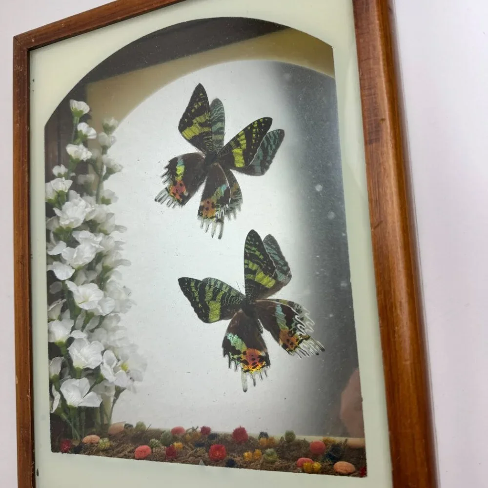 Set of 2 pc Butterfly URANIA RIPHEUS Madagascan Sunset Hand - Crafted Display